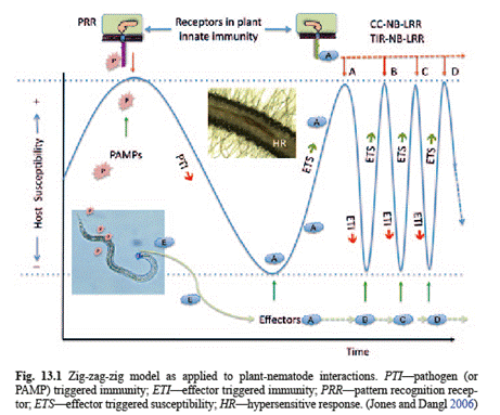 Nematodes And Plant Damage